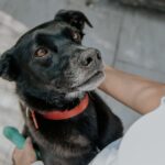 Dog leaning on owner