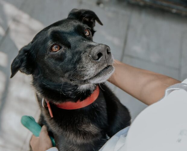 Dog leaning on owner