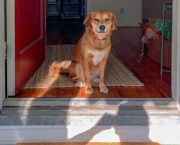 Dog at door