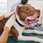 Pit bull Dog Found After Six Years Thanks to Microchip