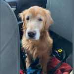 Senior dog abandoned by owner