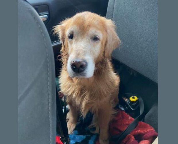 Senior dog abandoned by owner