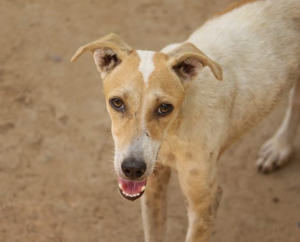 Stray Dogs attacking and killing pet cats