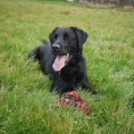 black Labrador