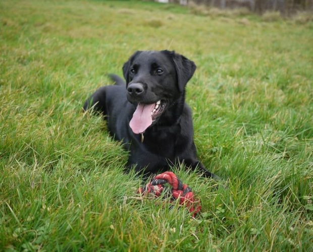 black Labrador