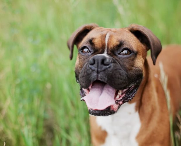 boxer dog