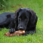 flat-coated retriever, Dog's Death Linked to Toxic Blue-Green Algae