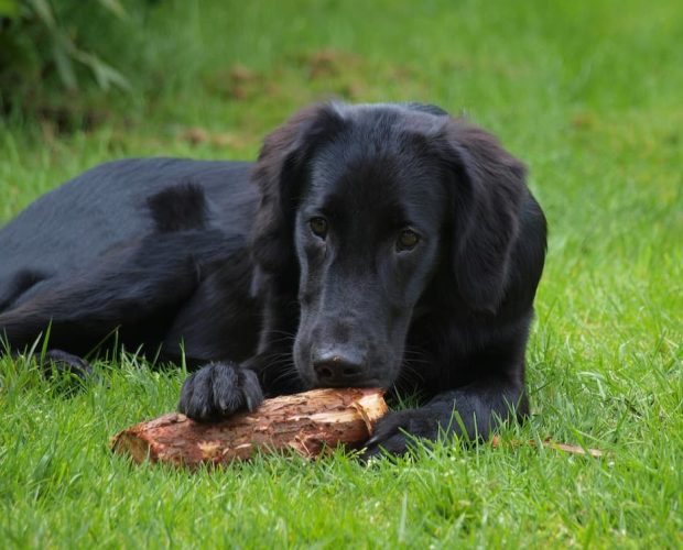 flat-coated retriever, Dog's Death Linked to Toxic Blue-Green Algae