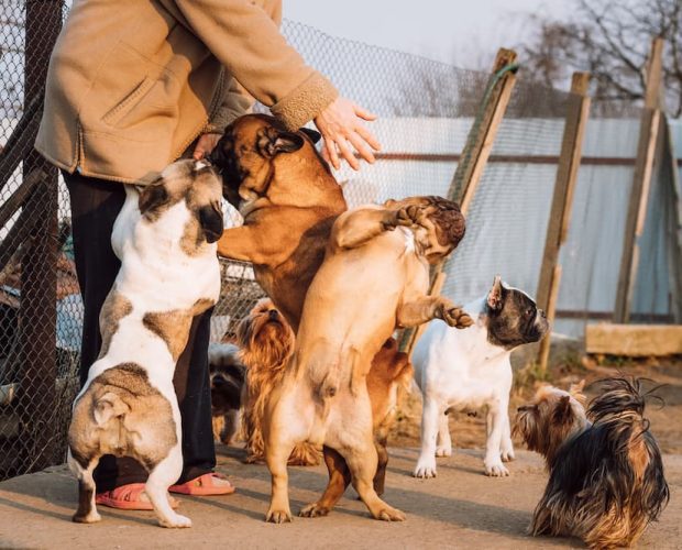 12 Rescue Dogs Tragically Die in Trailer During Transport