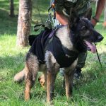 Proteo, a heroic rescue dog from Mexico