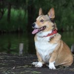 Queen Elizabeth's Corgi Passed Away Months Before Her