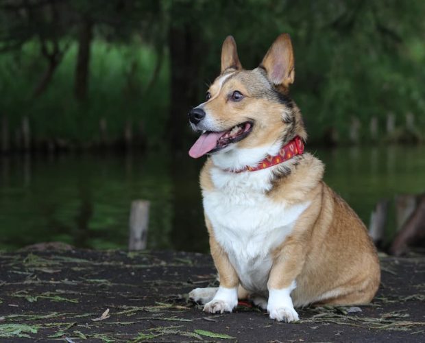 Queen Elizabeth's Corgi Passed Away Months Before Her