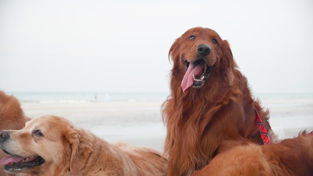 Golden Irish (Irish Setter & Golden Retriever Mix) Facts