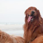 Golden Irish (Irish Setter & Golden Retriever Mix) Facts