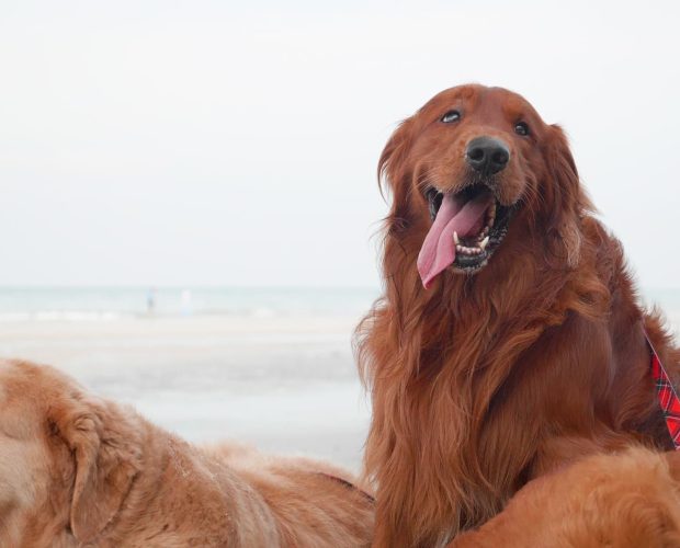 Golden Irish (Irish Setter & Golden Retriever Mix) Facts