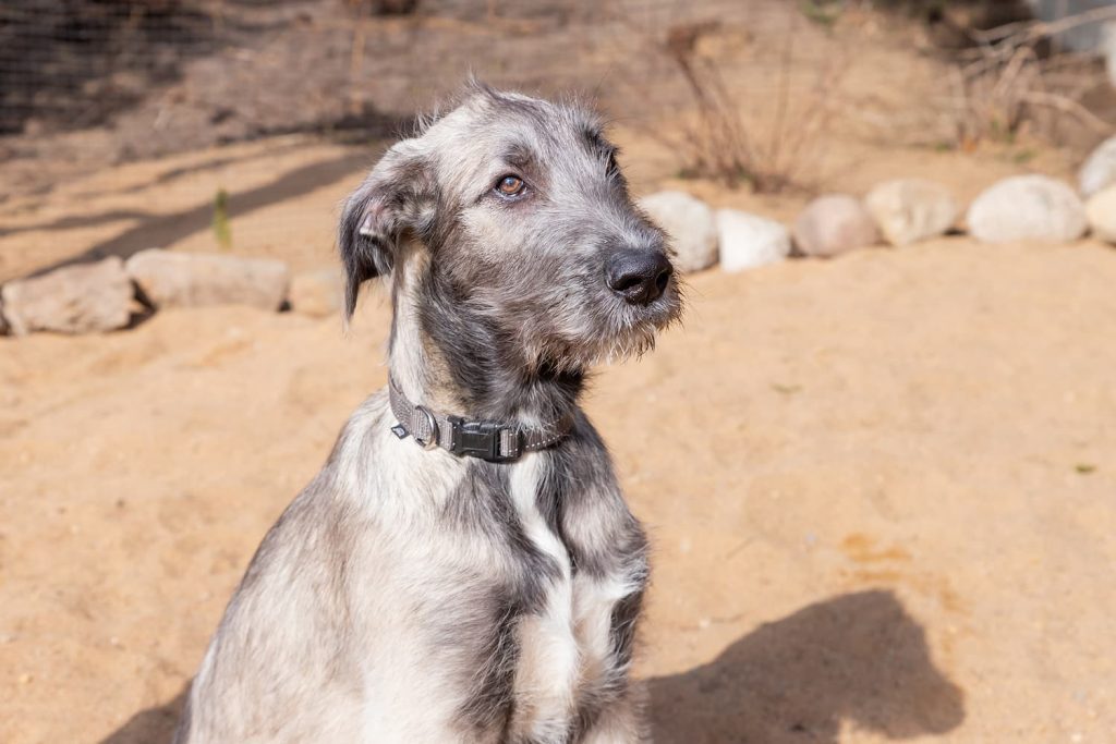 Irish Wolfhound Dog Information