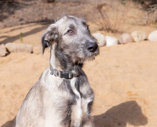 Irish Wolfhound Dog Information