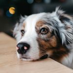 How Do Dogs Feel Pain: Understanding Canine Discomfort