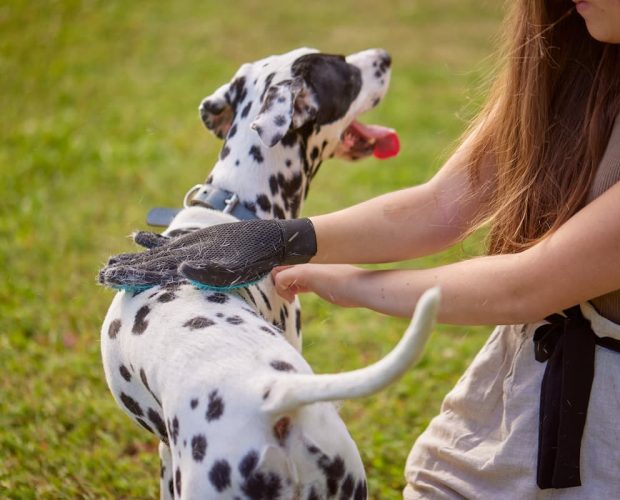 Why Do Dogs Wag Their Tails