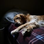 Dog sleeping on bed