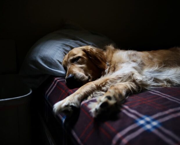 Dog sleeping on bed