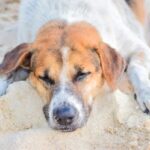 Dog on beach