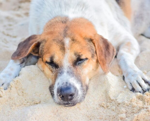 Dog on beach