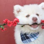 Dog with bandana