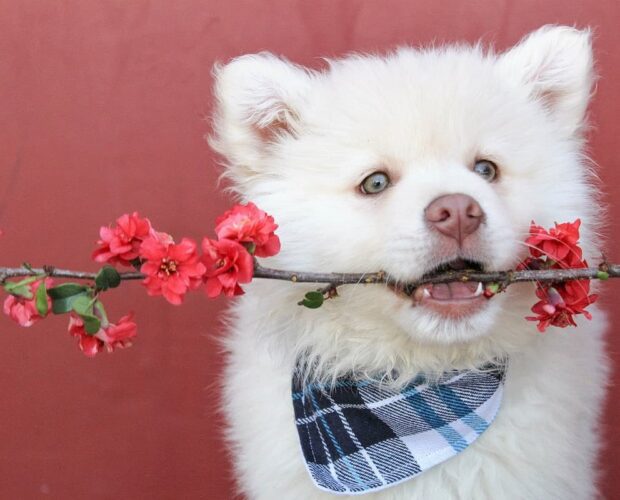 Dog with bandana