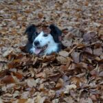 Dog buried in leaves