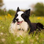 Border collie resting