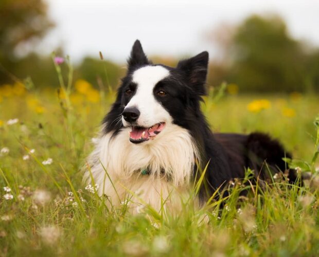 Border collie resting