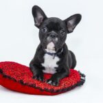 Bulldog on pillow