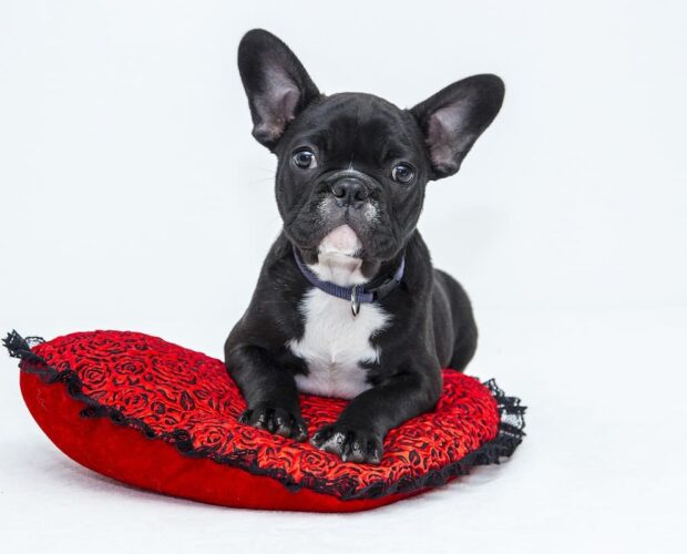 Bulldog on pillow