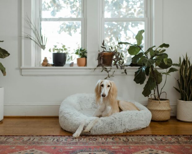 Dog in bed