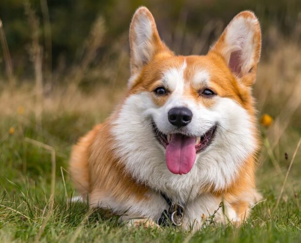 Corgi smilling