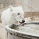 Wolf lapping up water