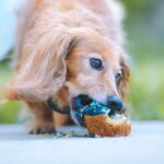 Dog eating cupcake