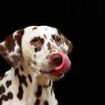 Dalmatian licking