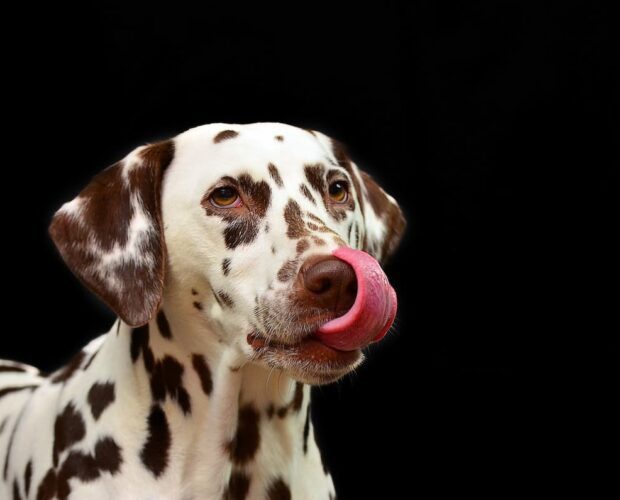 Dalmatian licking