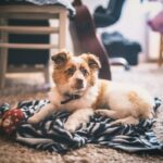 Dog on carpet