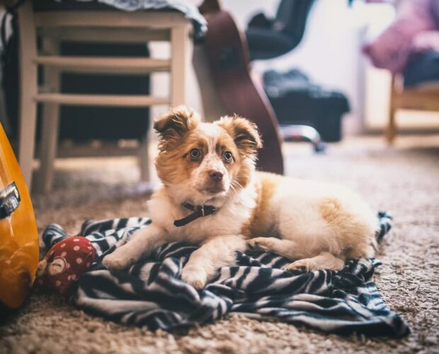 Dog on carpet