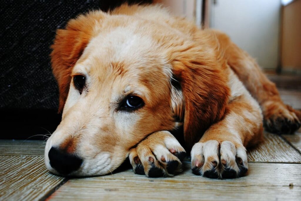 Why Do Dogs Tuck One Paw Under When Lying Down? - Weary Panda