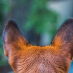 Dog ears