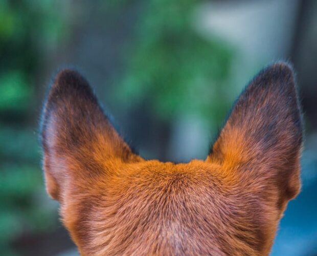 Dog ears