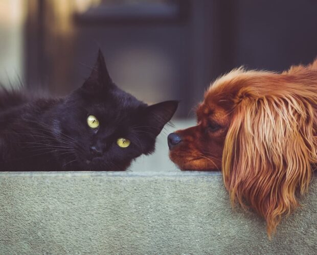 Cat and dog