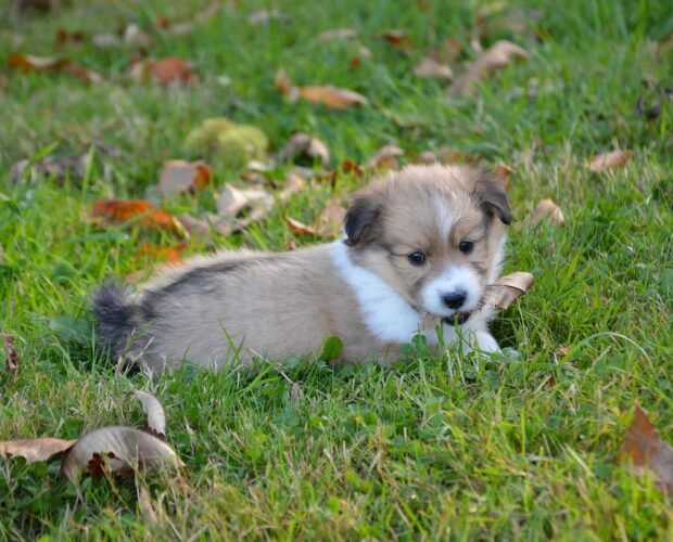 Dog on grass