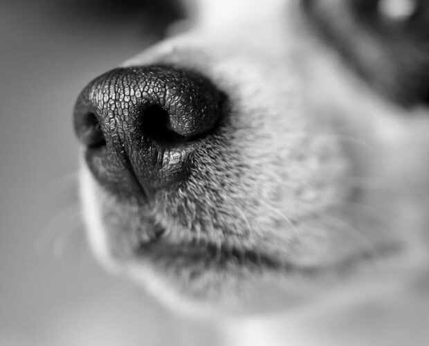 Dog nose