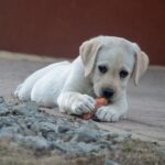 Dog eating off ground