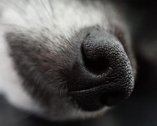 Dog nose